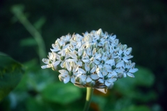 Allium nigrum