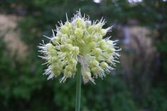 Allium obliquum