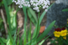Allium senescens ssp montanum.