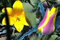 Altaitulpan. Tulipa altaica