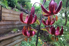 Krollilja (martagon) hybrid, 'Claude Shride'