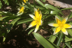 Tulipa tarda