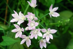  Glanslök, allium unifolium