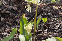 Hundtatandslilja
