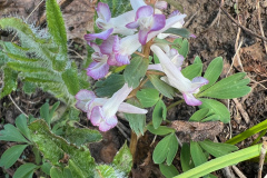 Corydalis solida,