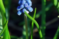 Muscari aucheri
