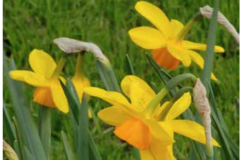 Narcissus ’Puppet’