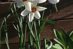 Narcissus poeticus