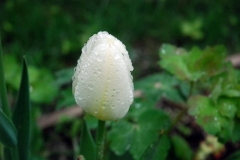 Purissima