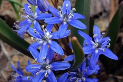 Scilla bifolia