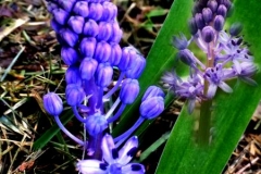 Scilla litardierei