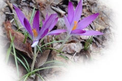 Snökrokus
