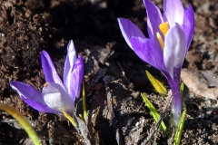crocus367