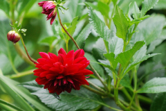 dahlia438