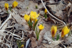 krokus2017