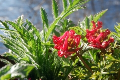 nunneort_red