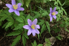 Royal Blue, blå vitsippa, Eurobulb, anemone nemorosa