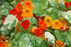 Alaskakrasse.