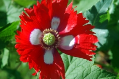 'Danish Dwarf'