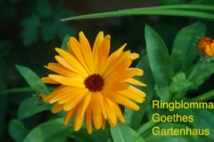Ringblomma