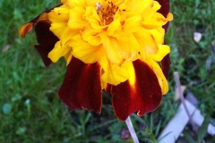 Tagetes från Syrien
