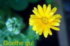 gul:gul