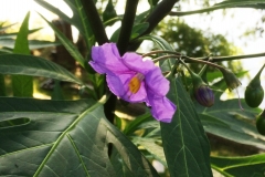 Kängeruäpple, Solanum laciniatum, en hög och stabil potatissläkting.