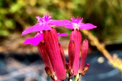 rosenglim