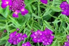 roseniberis