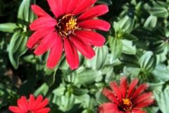 zinnia