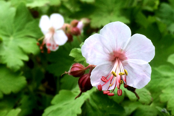 test ros kat 2 – Trädgård i zon 5